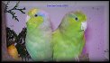 Papousicek vrabci 1,1 2